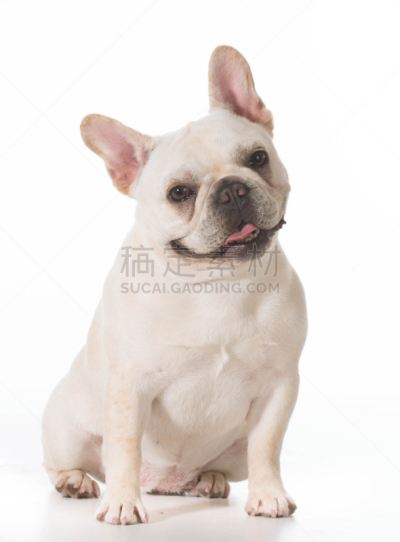 法国斗牛犬,小鹿,垂直画幅,正面视角,机敏,注视镜头,动物主题,哺乳纲,气促,皱纹