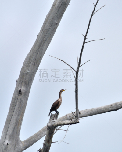 双冠鸬鹚,鸬鹚,断枝,北达科他,自然,垂直画幅,天空,留白,野生动物,无人