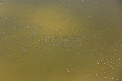 里夫特谷,航拍视角,肯尼亚,小的,羊群,湖,在上面,小火烈鸟,水,气候