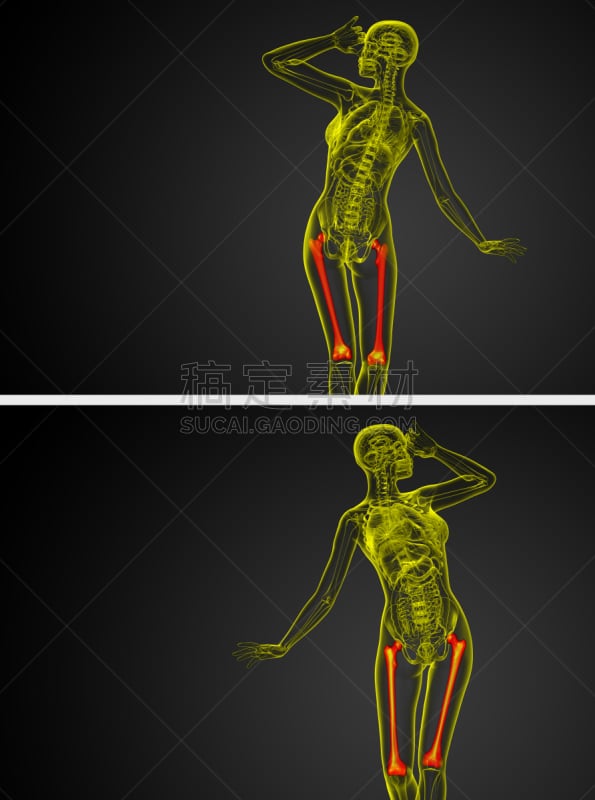股骨,三维图形,骨骼,绘画插图,健康保健,坐骨,趾骨,胫骨,腓骨,髌骨