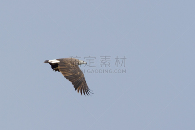 尼泊尔,非洲鱼鹰,灰色,头球,天空,食肉鸟,水平画幅,奇旺,无人,鸟类