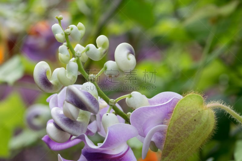 豇豆,特写,非凡的,芳香的,接力赛,美,留白,蛇头草,水平画幅,无人