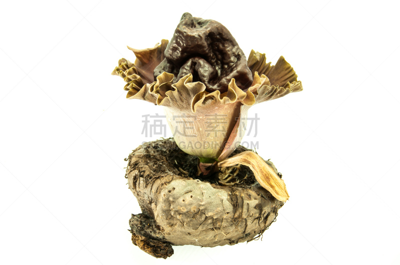 蒟蒻,象,司坦利,擦洗盆,山药,无人,蔬菜,花烛属,食品,2015年