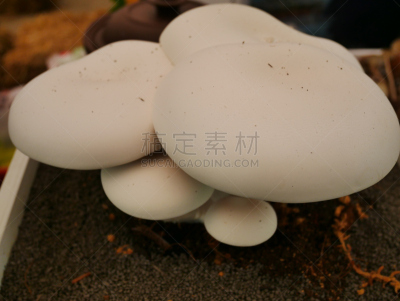 白蘑菇,选择对焦,褐色,水平画幅,无人,苔藓,泥土,生食,户外,草