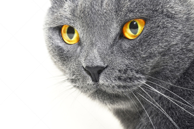 大特写,英国短毛猫,动物视网膜,短毛猫,水平画幅,灰发,可爱的,家畜,蓝色,动物身体部位