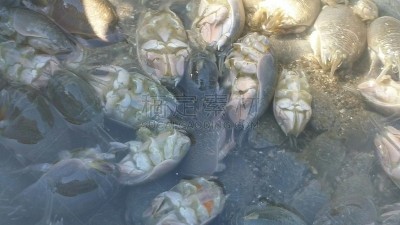 海洋生命,沙子,太平洋,海滩,鼹鼠,螃蟹,加利福尼亚,大桶,旧金山,灰色