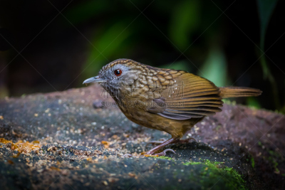 鹪鹩,babbler,长时间曝光,织巢鸟,美,水平画幅,无人,鸟类,动物身体部位,野外动物