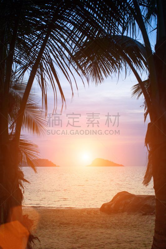 海滩,海洋,棕榈树,垂直画幅,度假胜地,无人,夏天,沙河,叶子,自然