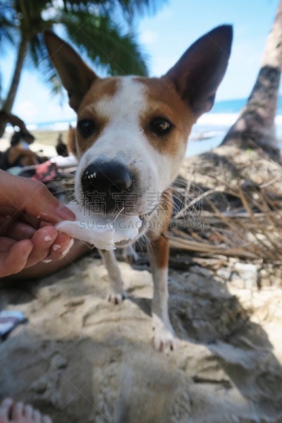 椰子,海滩,狗,可爱的,垂直画幅,杰克拉瑟短腿犬,灵感,高视角,沙子,无人
