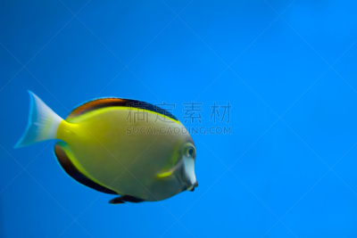 海葵鱼,银线小丑,小丑,水平画幅,水肺潜水,水下,夏天,户外,生物学,图像