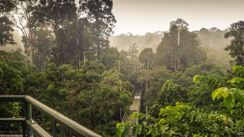 雨林,塔,雨,树冠,斯比洛人猿保育中心,水平画幅,婆罗洲岛,沙巴州,树梢,早晨