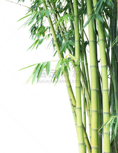 竹,笋,风水,垂直画幅,禅宗,气候,枝繁叶茂,无人,热带雨林,异国情调
