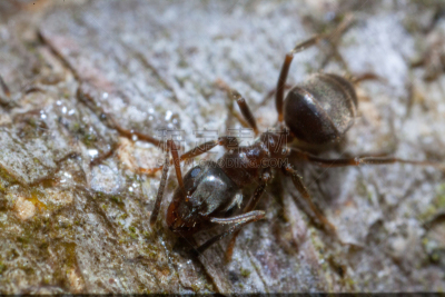 Black ants on wood