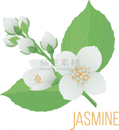茉莉,花蕾,枝,叶子,多色的,深情的,香水柜台,垂直画幅,贺卡,芳香的