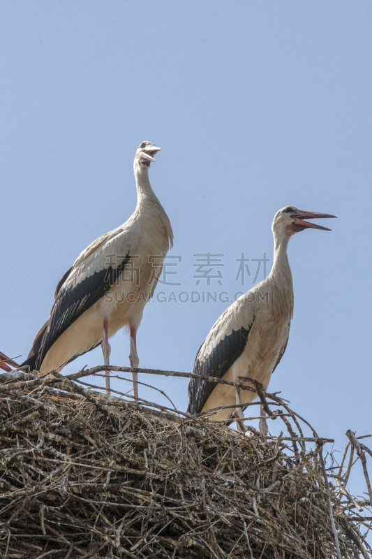 阿尔萨斯,法国,米卢斯,鹳,野生动物,肖像,长的,环境,动物家庭,翅膀