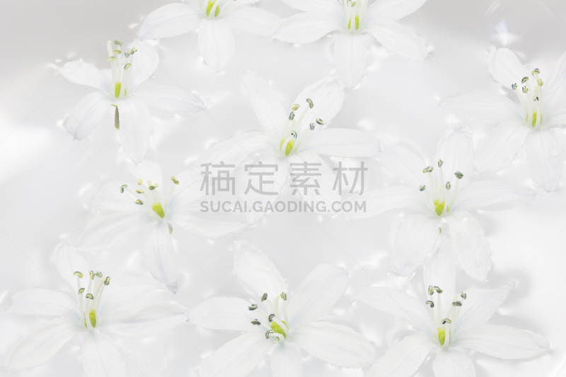 斯库拉,特写,白色,仅一朵花,美,水平画幅,绿色,无人,户外,野生植物