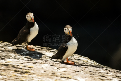 大西洋海雀,自然,野生动物,水平画幅,注视镜头,岩石,鸟类,两只动物,野外动物,角嘴海雀