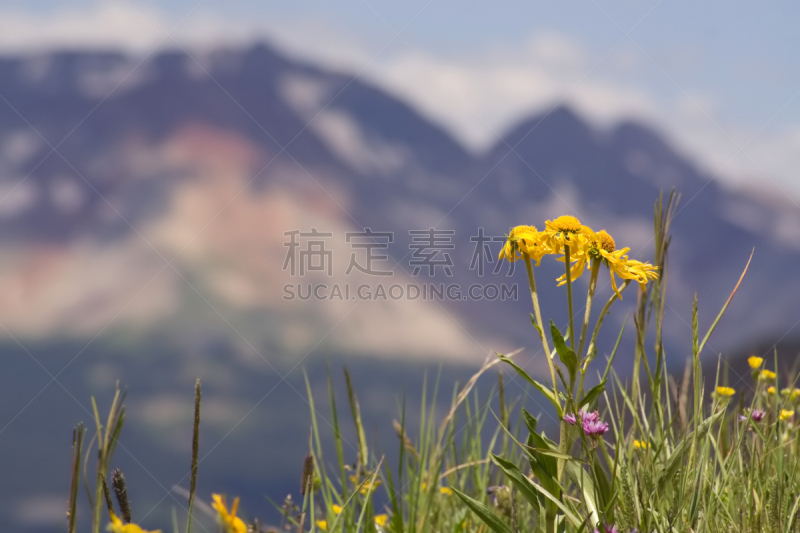 野花,地形,高山向日葵,杜兰戈,山脊,仅一朵花,自然美,春天,夏天,户外