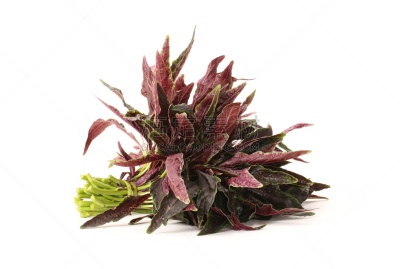 白色背景,苋属植物,选择对焦,水平画幅,无人,夏天,户外,篮子,特写,植物