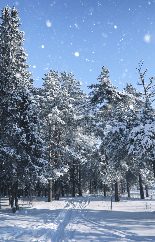 雪,冬天,季节,松树,森林,魔法,垂直画幅,天空,美,公园