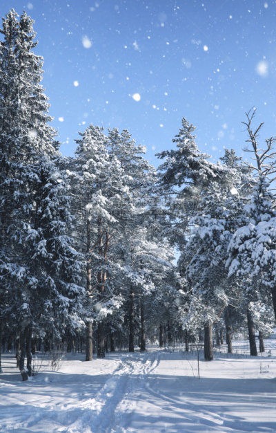 雪,冬天,季节,松树,森林,魔法,垂直画幅,天空,美,公园