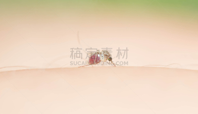 蚊子,水蛭吸血,螫刺的,自然,水平画幅,人体,健康保健,特写,头发,2015年