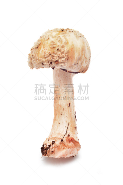 鹅膏菌,红色章鱼,伞形毒菌,垂直画幅,白色,真菌,植物,无人,蘑菇,背景分离