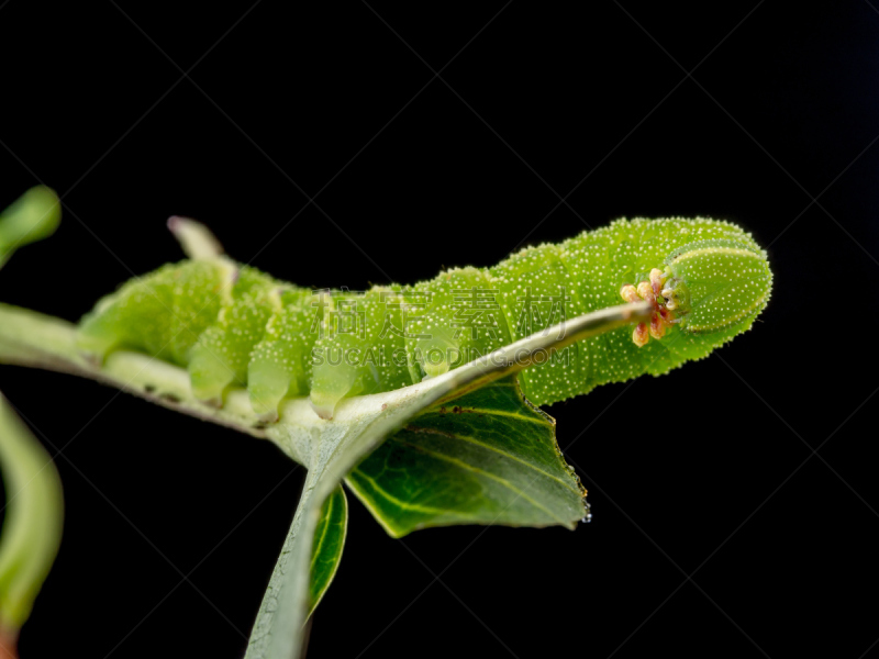 水蜡树天蛾,毛虫,叶子,蛾,幼虫,自然,无脊椎动物,野生动物,水平画幅,绿色