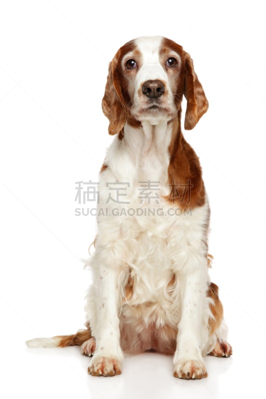 狗,史宾格犬,可爱的,白色,宠物,纯种犬,动物主题,白色背景,拉脱维亚,垂直画幅