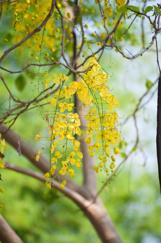 紫色,粉色,花朵,云实亚科,小号,垂直画幅,无人,特写,泰国,花见节