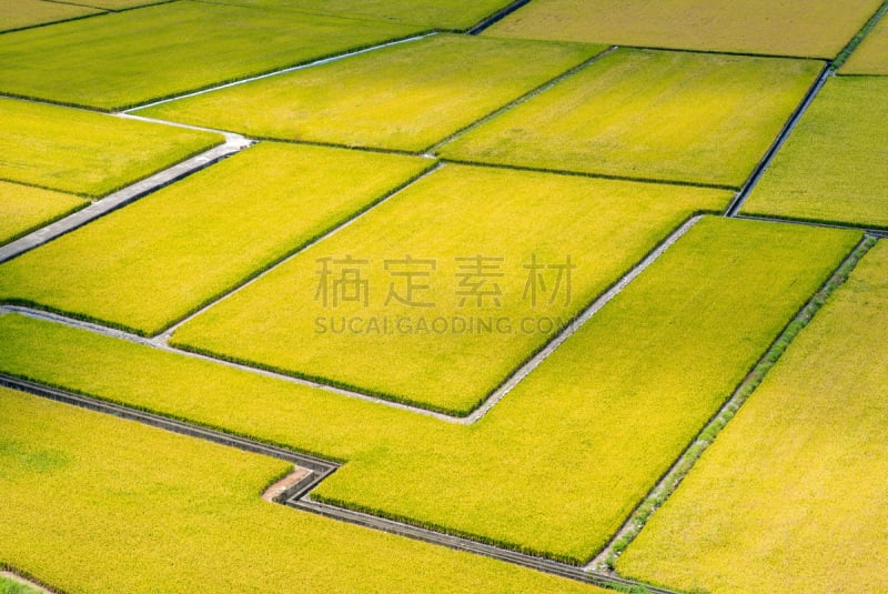 田地,稻,芙蓉谷景区,稻田,荷花,天空,水平画幅,生食,旅行者,户外