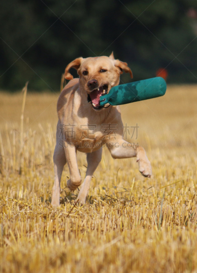 拉布拉多犬,破旧车比赛,垂直画幅,寻回犬,进行中,无人,半空中,夏天,户外,运动