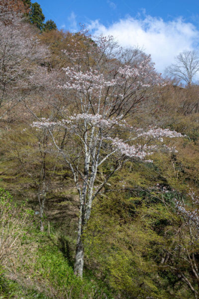 山,花朵,3到4个月,非都市风光,地形,户外,春天,粉色,旅游目的地,自然