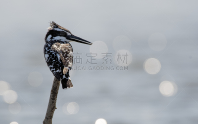 杂色翠鸟,背景虚化,纳瓦沙湖,翠鸟,快印黑白照,肯尼亚,皮埃蒙特,动物的鳞,烧杯,2015年
