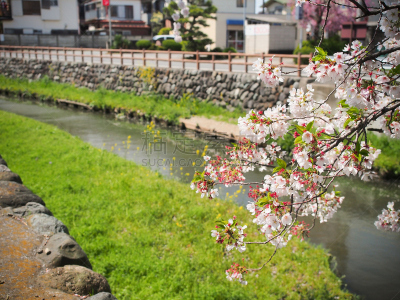 樱花,日本,樱之花,川越,花见节,荧光灯,运河,美,水平画幅,樱桃