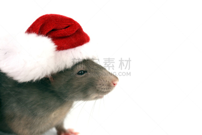 老鼠,羊毛帽,新年,十二生肖,圣诞帽,留白,新的,水平画幅,奶酪