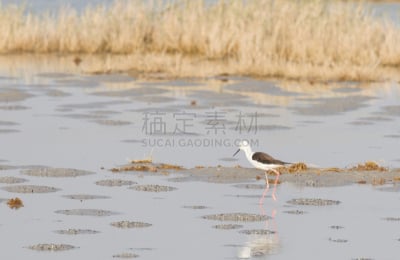 黑翅长脚鹬,欧洲,成年的,水,高跷,图像,荷兰,水平画幅,博茨瓦纳,鸟类