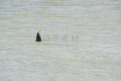 新西兰海熊,野外动物,狩猎动物,慕瑞河,野生动物,半岛,水平画幅,鲤鱼,南,户外