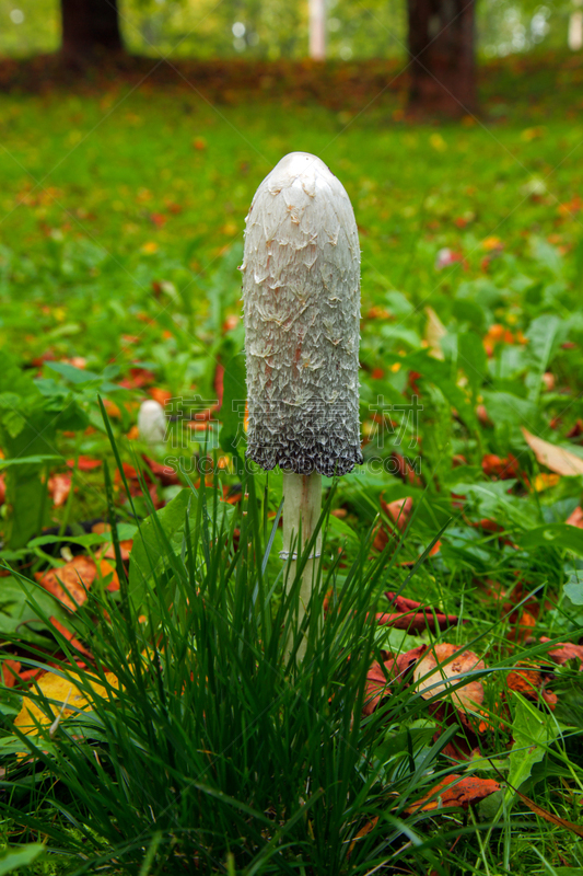 蘑菇,自然,秋天,垂直画幅,环境,图像,公园,苔藓,食用菌,草