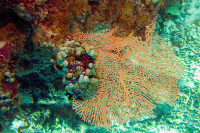 礁石,珊瑚,mithridates vi,水,水肺潜水,水下,野外动物,山脊,海滩,刺胞动物