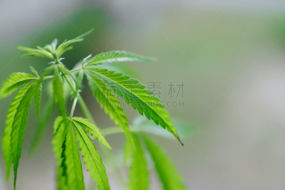 绿色,灌木,植物群,自然美,背景,留白,塔法里教教徒,嬉皮士,户外,清新