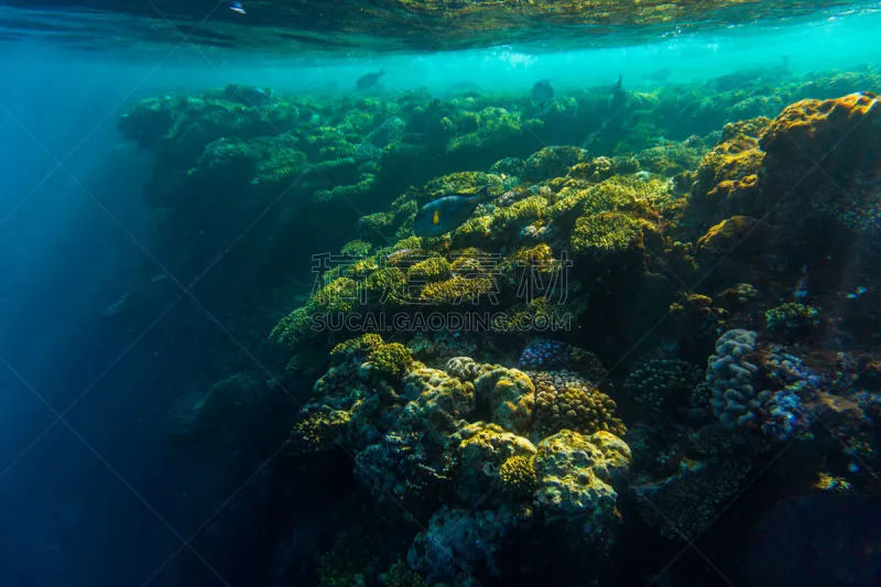 鱼类 水下 礁石 硬珊瑚 红海 水中呼吸器 埃及 自然 中东 摄影图片素材下载 稿定素材