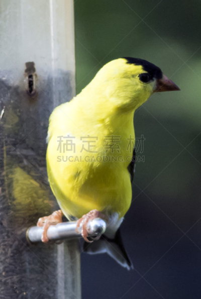 平衡,鸟足识别环,黑黄色网状蜘蛛,鸟屎,金翅雀,喂鸟器,彩色运动茄克,鲈鱼,垂直画幅,美国
