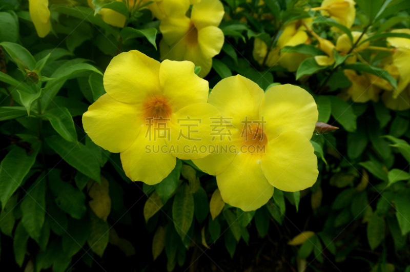 Golden trumpet vine