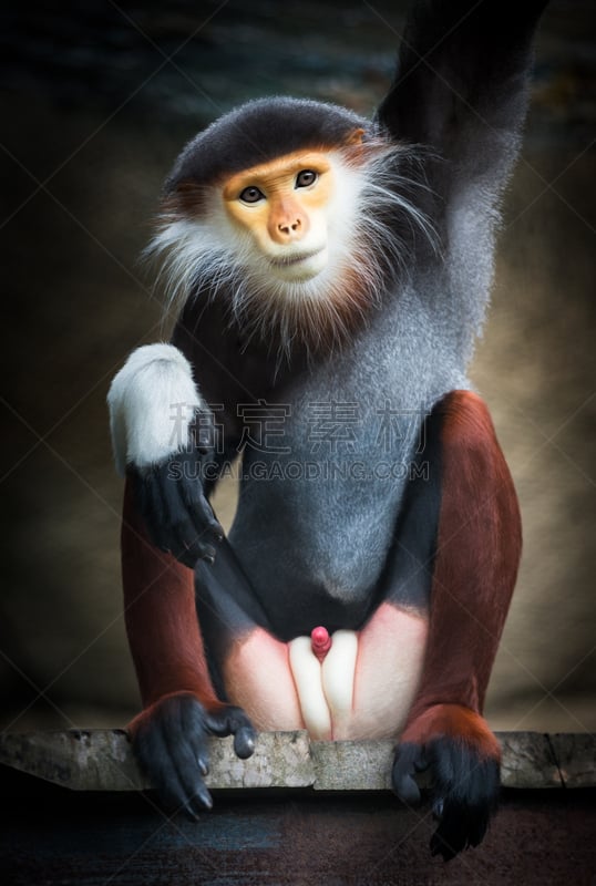 douc langur,红松,北方长尾瘦猴,叶猴,自然,垂直画幅,野生动物,橙色,猴子,野外动物