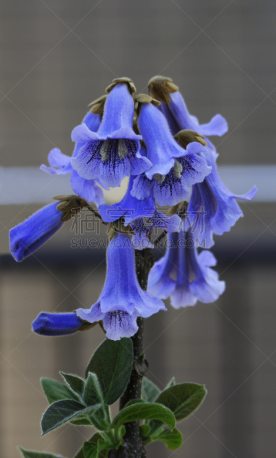泡桐,特写,薰衣草色,异国情调,垂直画幅,选择对焦,无人,天鹅绒,部分,植物