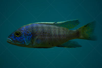 可爱的,小的,鱼类,水族馆,轻的,蓝色,热带气候,野生动物,环境,尼泊尔