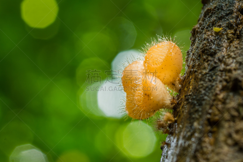 真菌,多毛的,热带雨林,红眼树蛙,飞溅的水滴,水,美,气候,水平画幅,泥土
