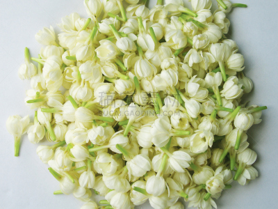 茉莉,芳香的,水平画幅,无人,符号,花卉花环,特写,花蕾,白色,植物