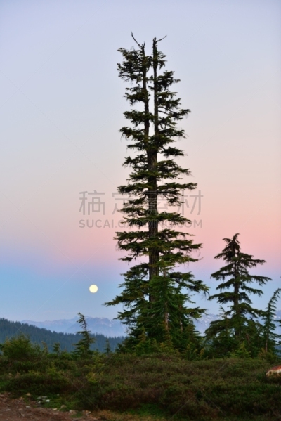月光背景,公园,湖,伽若巴蒂公园,斯阔米什,小精灵,自然,垂直画幅,非都市风光,无人